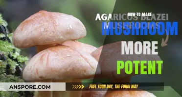 Enhance Mushroom Potency: Proven Techniques for Stronger, More Effective Results