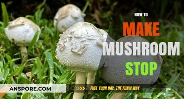 Effective Ways to Prevent Mushroom Growth in Your Garden or Lawn