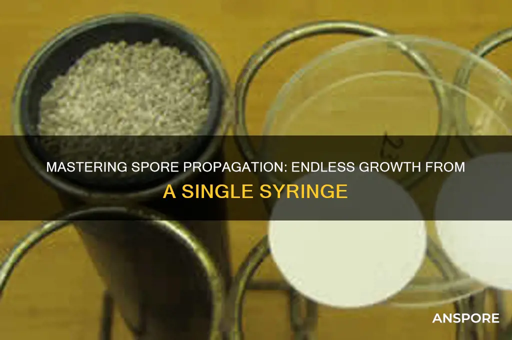 how to make never ending spores from one spore syringe