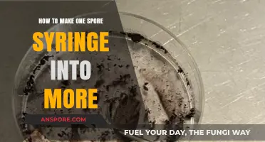 Amplify Your Spore Syringe: Techniques to Multiply Your Culture