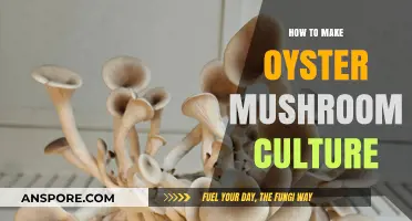 Mastering Oyster Mushroom Cultivation: A Step-by-Step Culture Guide