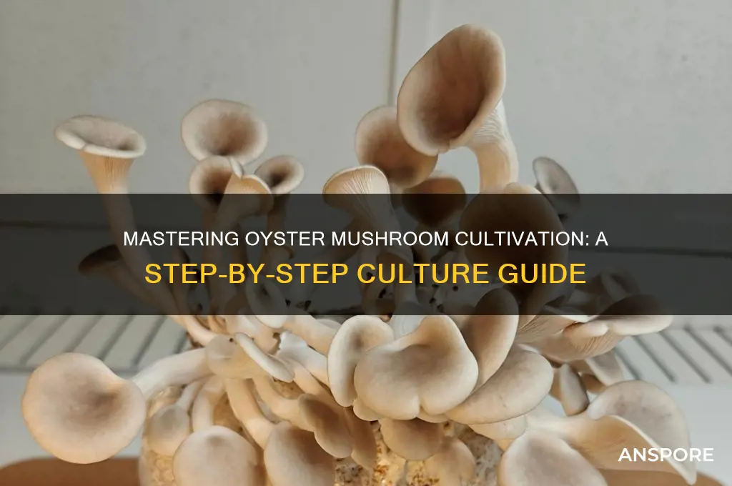 how to make oyster mushroom culture