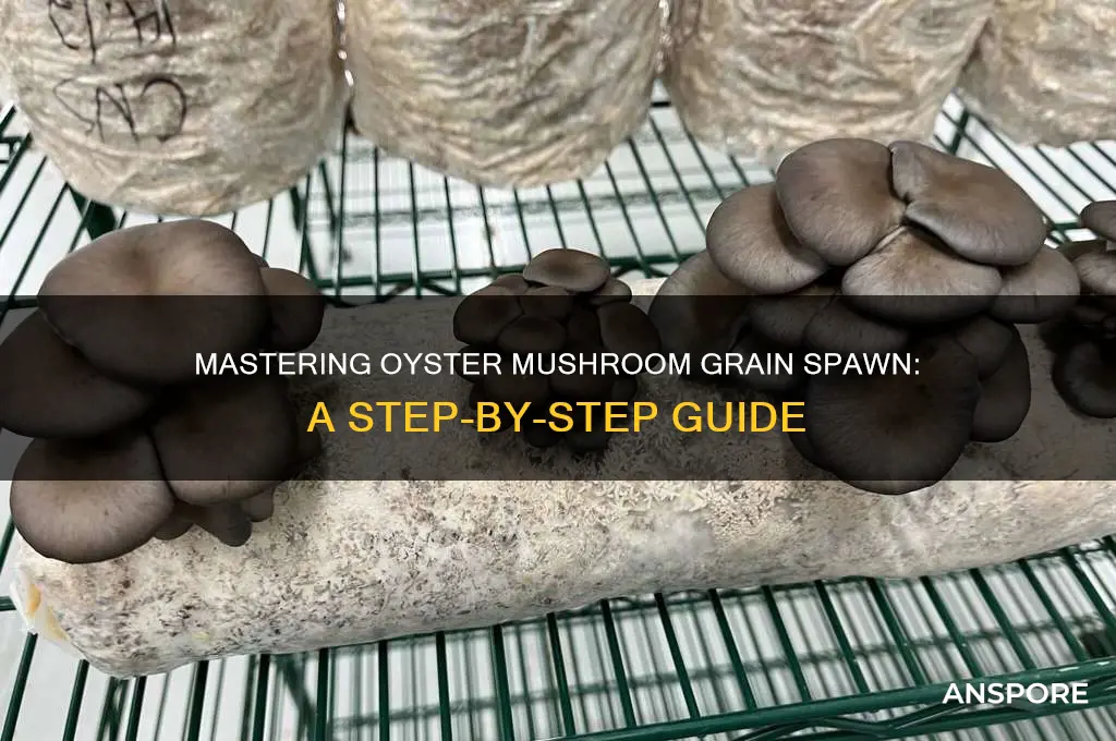 how to make oyster mushroom grain spawn