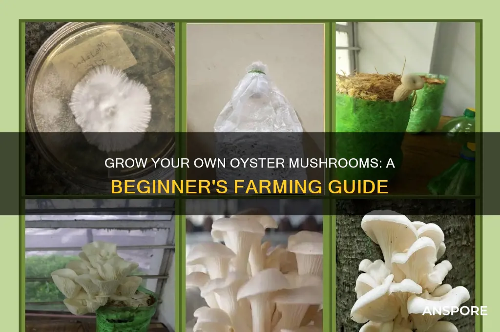 how to make oyster mushrooms farm