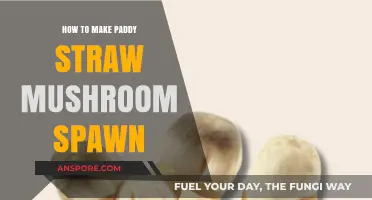 Mastering Paddy Straw Mushroom Spawn: A Step-by-Step Guide