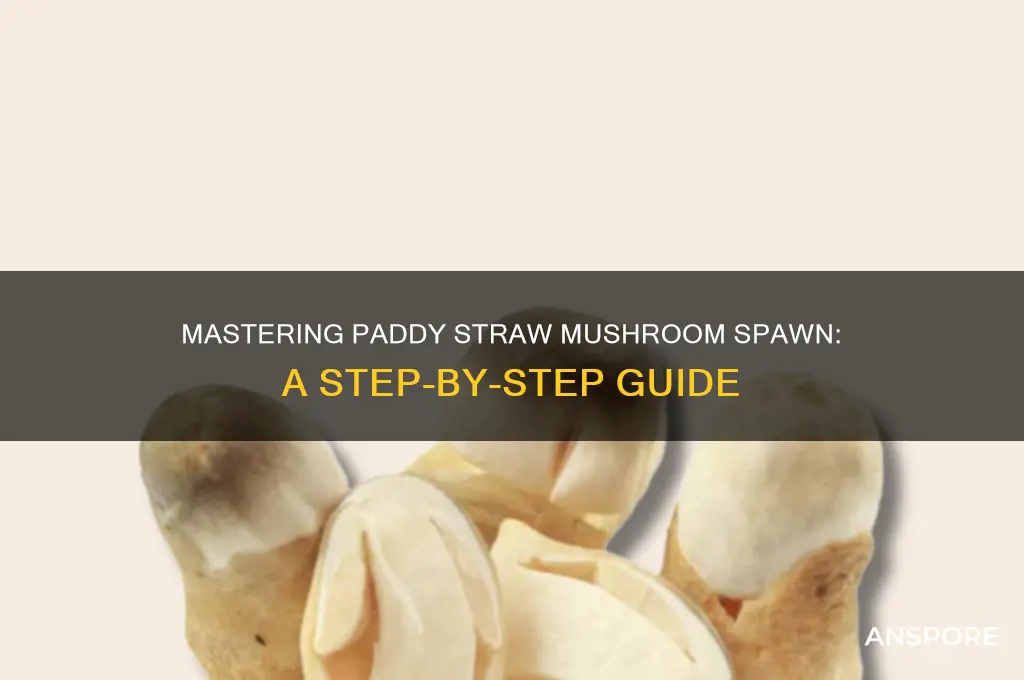 how to make paddy straw mushroom spawn