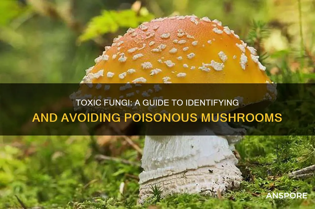 how to make poison from mushrooms