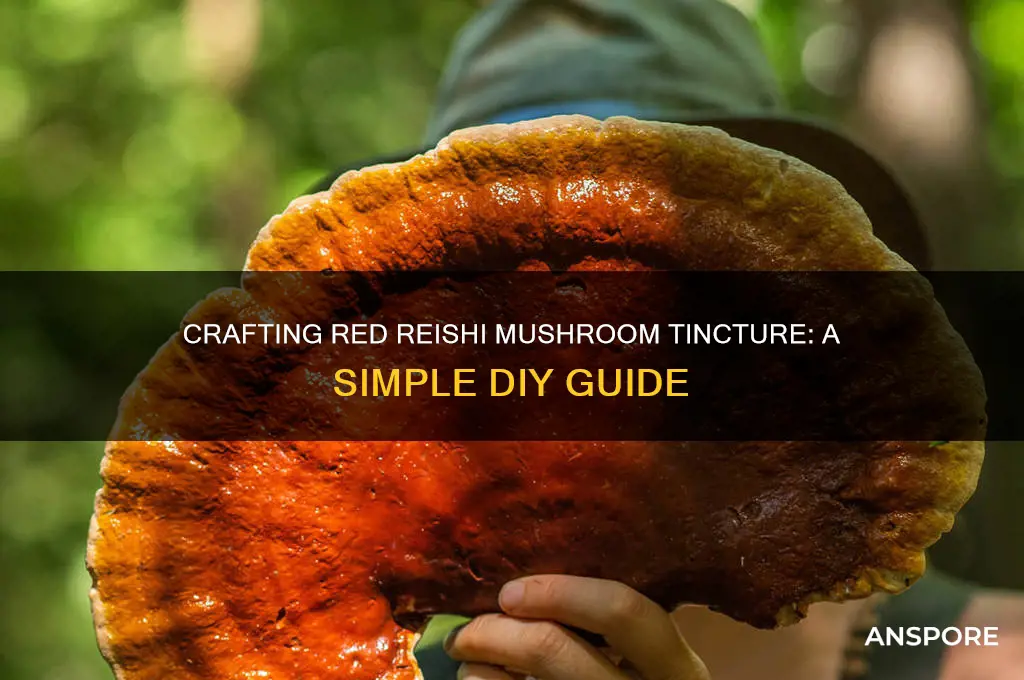 how to make red reishi mushroom tincture