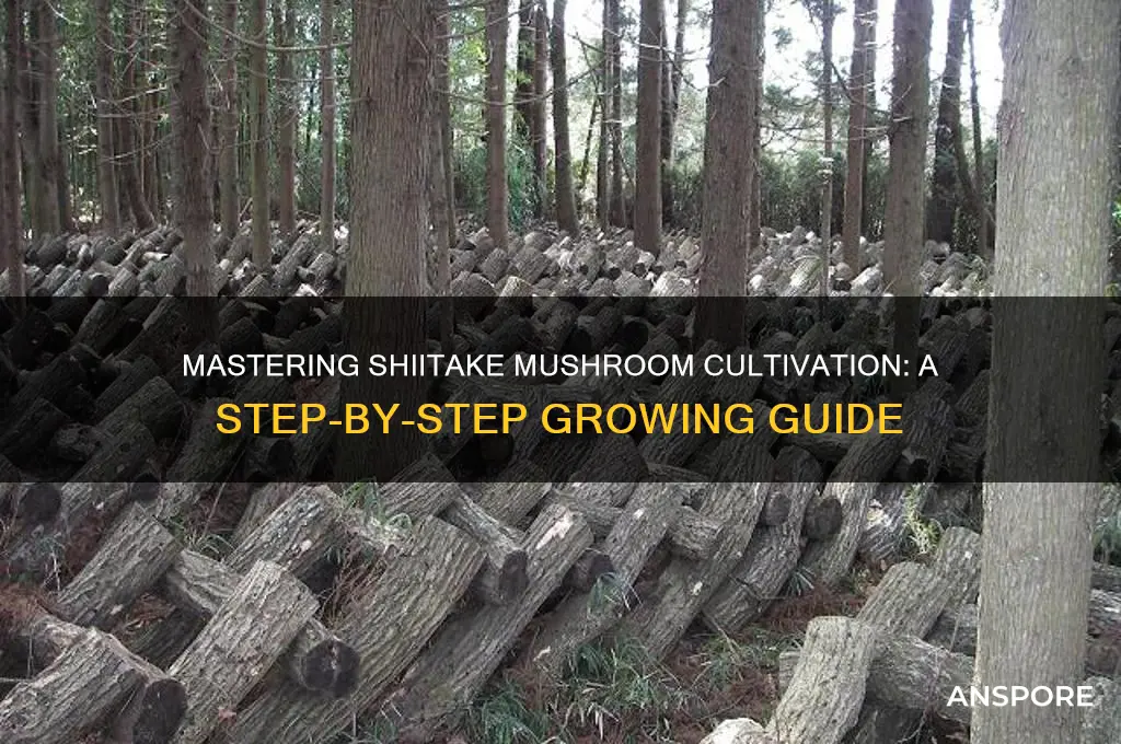 how to make shiitake mushroom