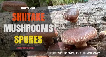 Mastering Shiitake Mushroom Spore Production: A Step-by-Step Guide