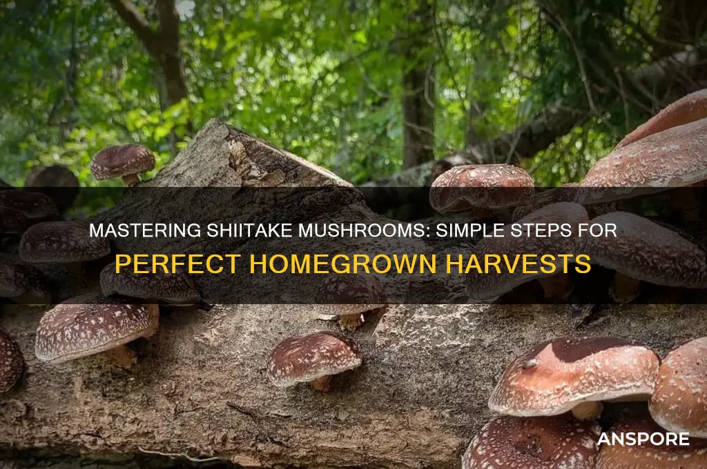 how to make shitake mushrooms