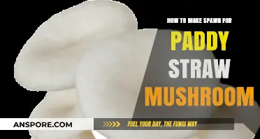 Mastering Paddy Straw Mushroom Spawn: A Step-by-Step Guide