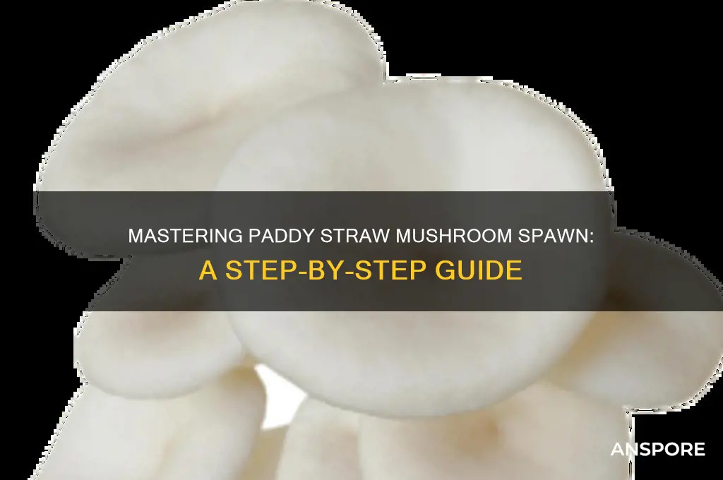 how to make spawn for paddy straw mushroom