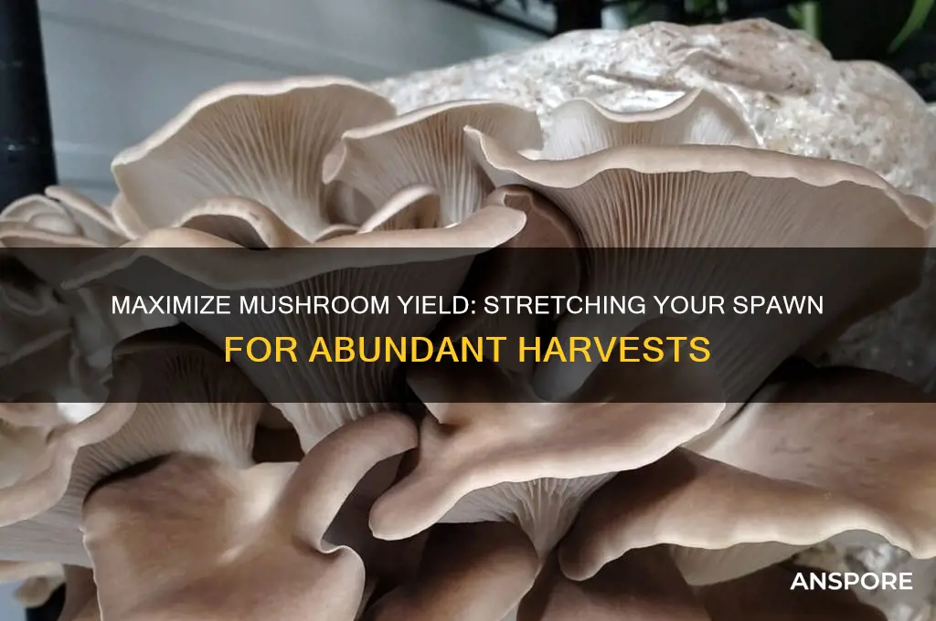 how to make spawn go a long way mushrooms