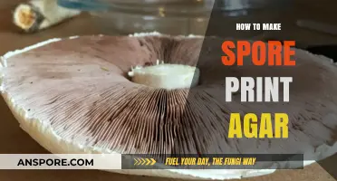 Mastering Spore Print Agar: Simple Steps for Successful Mushroom Cultivation