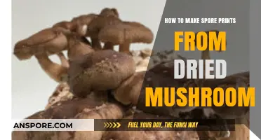 Creating Spore Prints from Dried Mushrooms: A Simple Step-by-Step Guide