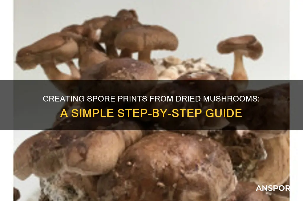 how to make spore prints from dried mushrooms