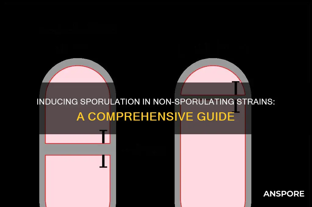 how to make spore stock of strains that don