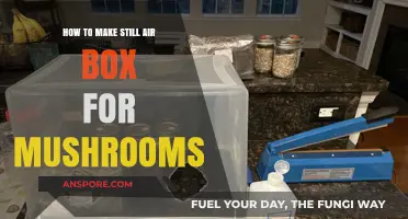 DIY Still Air Box Guide: Perfect Mushroom Cultivation Setup