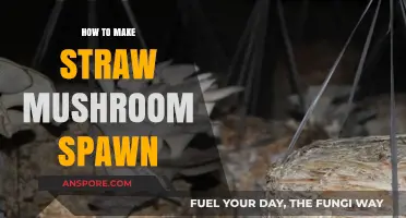 Mastering Straw Mushroom Spawn: A Step-by-Step DIY Guide