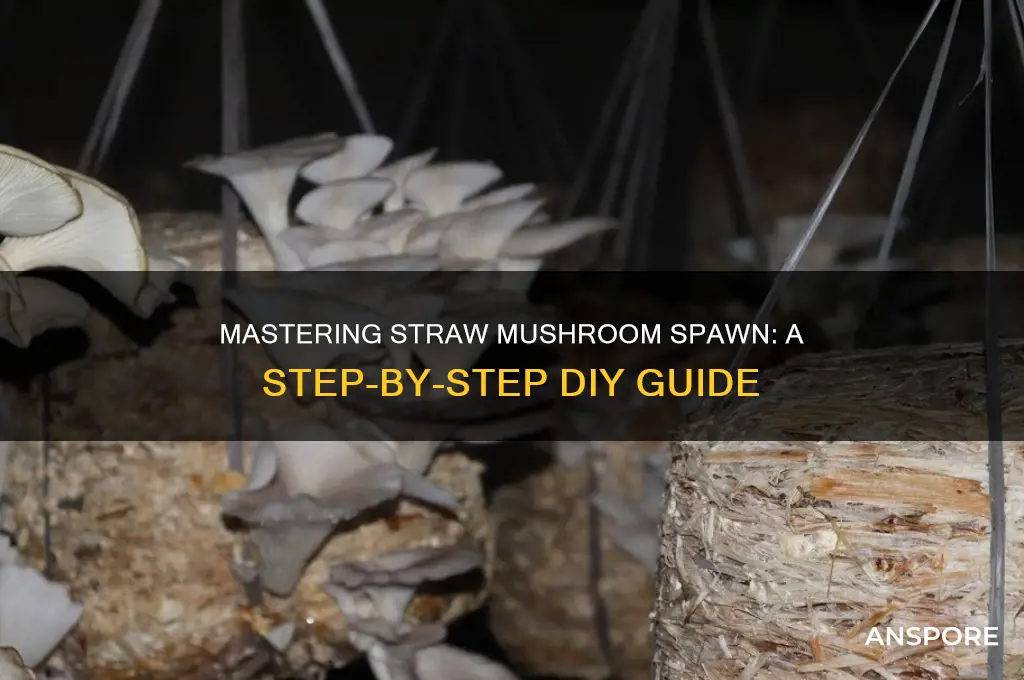 how to make straw mushroom spawn