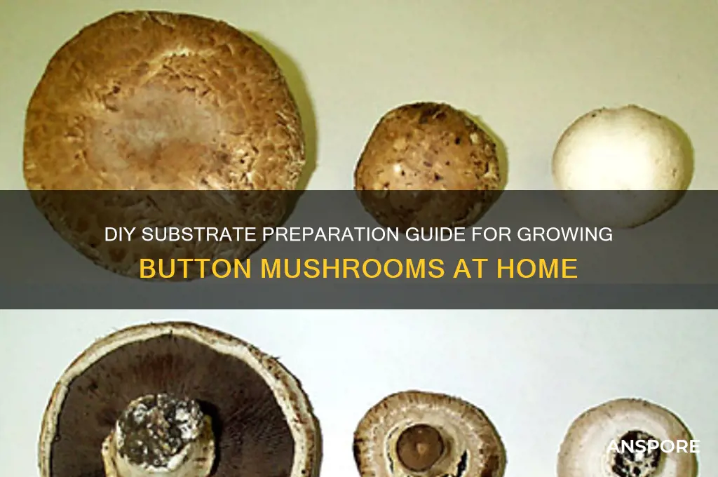 how to make substrate for button mushroom