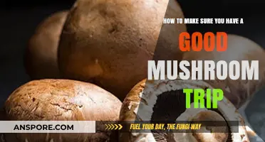 Safe and Serene: A Guide to a Positive Mushroom Journey