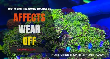 Quick Remedies to Neutralize Aquatic Mushroom Effects Safely and Effectively