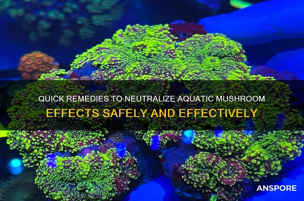 how to make the aquatic mushrooms affects wear off