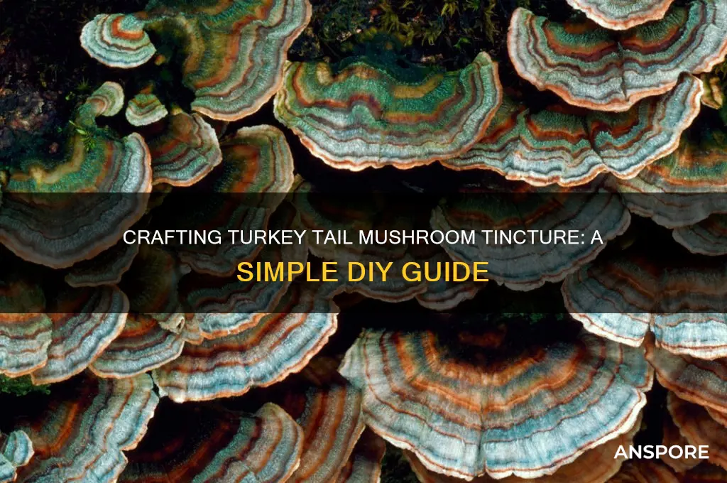 how to make turkey tail mushroom tincture