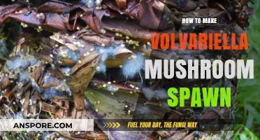 Mastering Volvariella Mushroom Spawn: A Step-by-Step Cultivation Guide