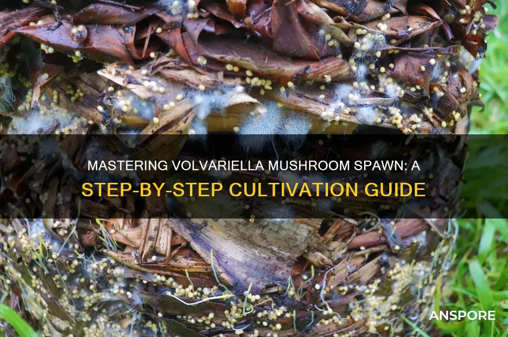 how to make volvariella mushroom spawn