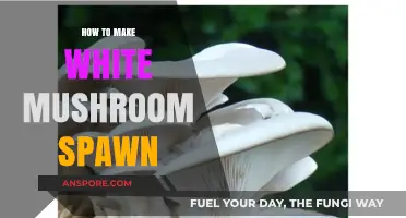 Mastering Mushroom Cultivation: A Guide to Making White Mushroom Spawn