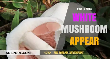 Simple Techniques to Make White Mushrooms Appear in Your Garden