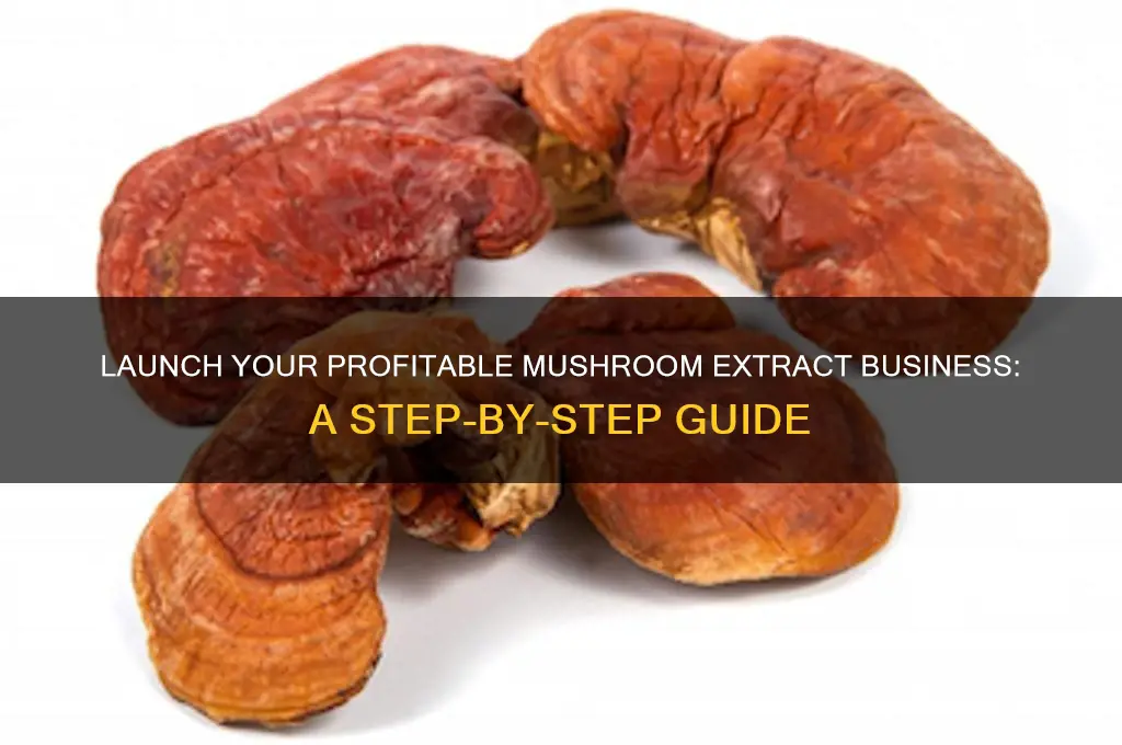 how to make your own mushroom extract business