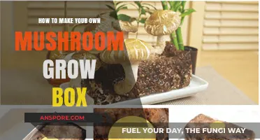 DIY Mushroom Grow Box: Simple Steps for Homegrown Fungi Success