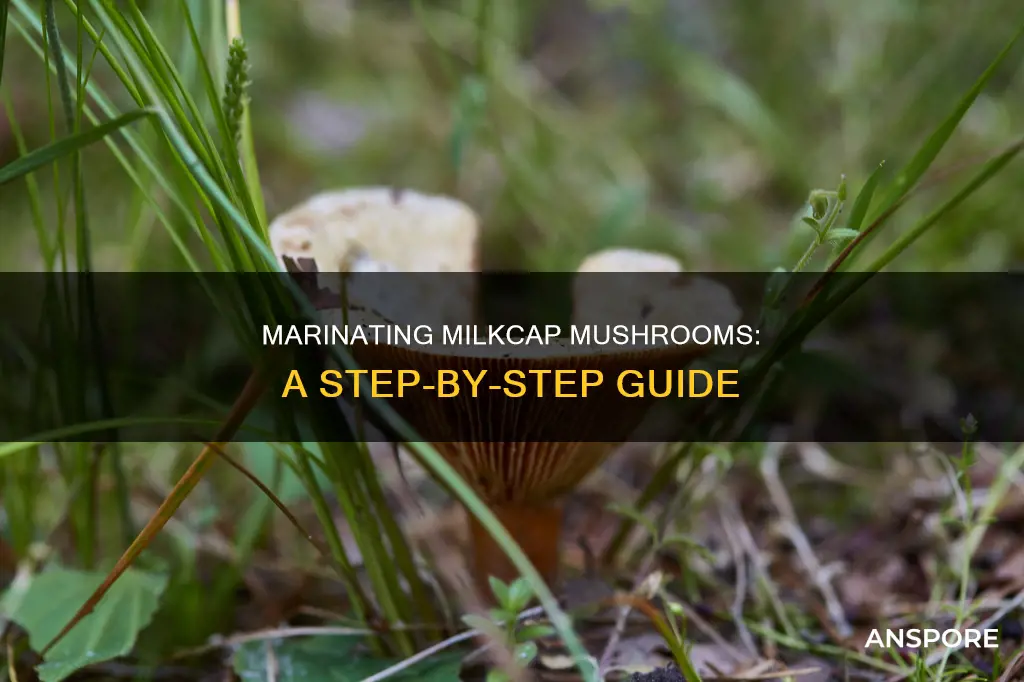 how to marinate milkcap mushrooms