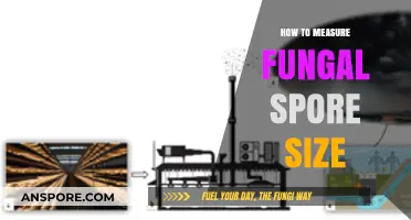Accurate Techniques for Measuring Fungal Spore Size in Microbiology