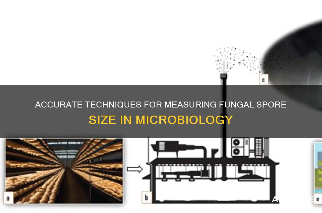 how to measure fungal spore size