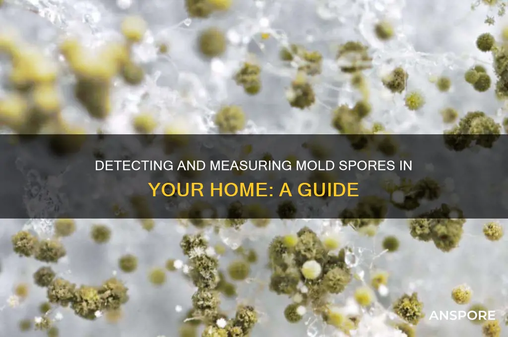 how to measure mole spores in your house