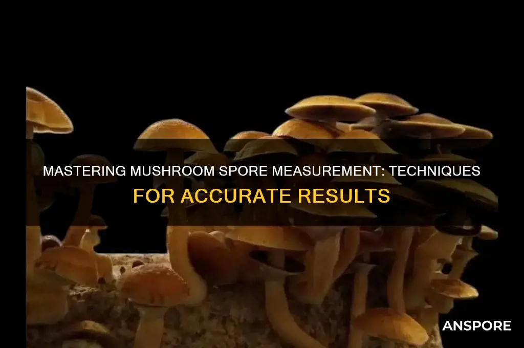 how to measure mushroom spores