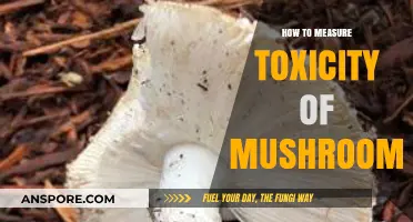 Accurate Mushroom Toxicity Testing: Essential Methods for Safe Identification