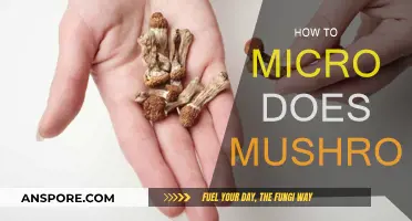 Microdosing Mushrooms: A Step-by-Step Guide