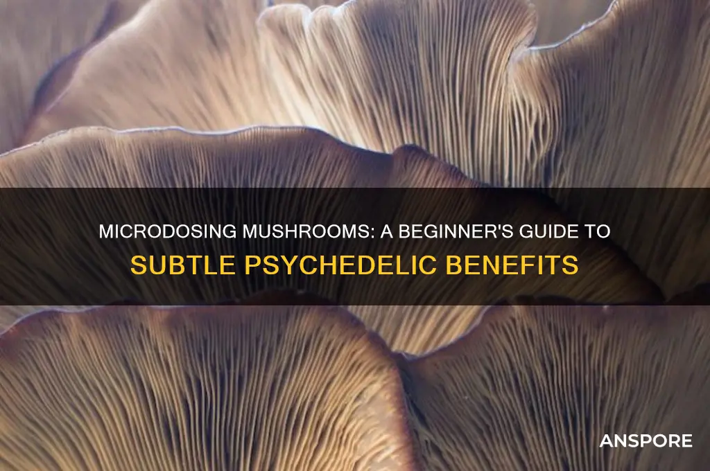 how to micro dose on mushrooms