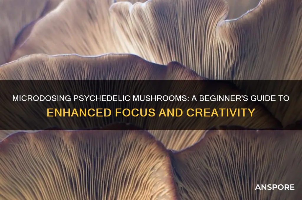how to micro dose psychedelic mushrooms microdosing