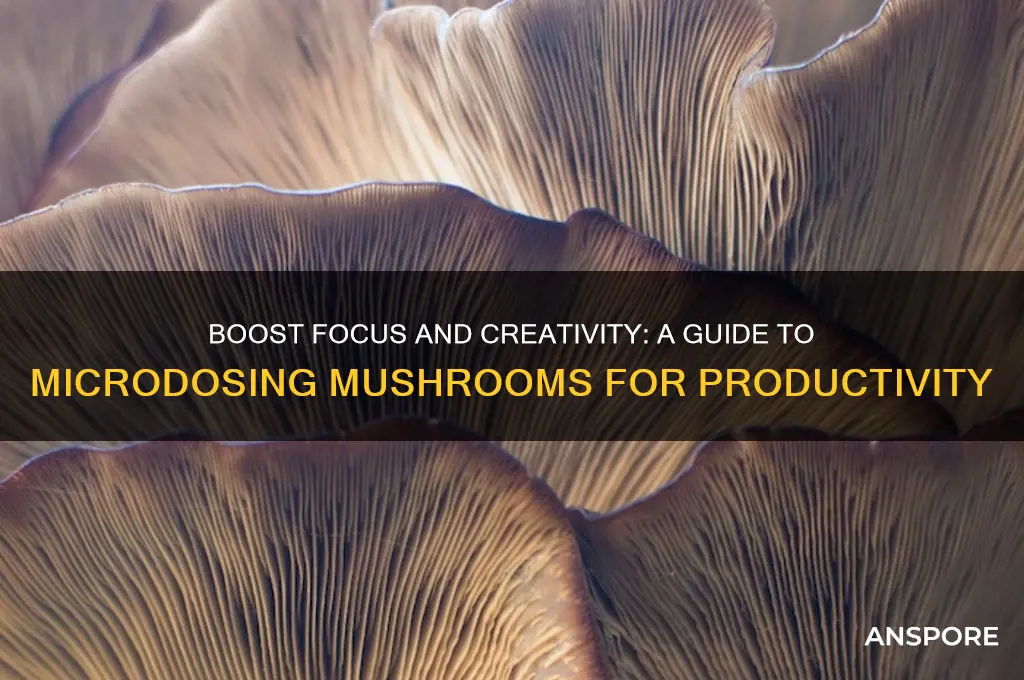 how to microdose mushrooms for productivity