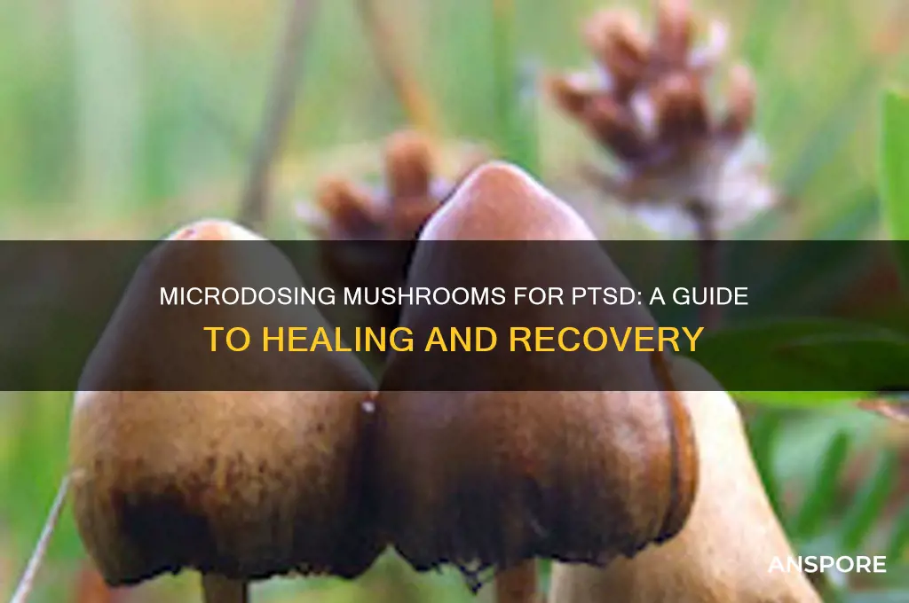 how to microdose mushrooms for ptsd