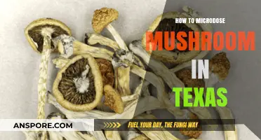 Microdosing Mushrooms in Texas: A Beginner's Guide to Safe Practices