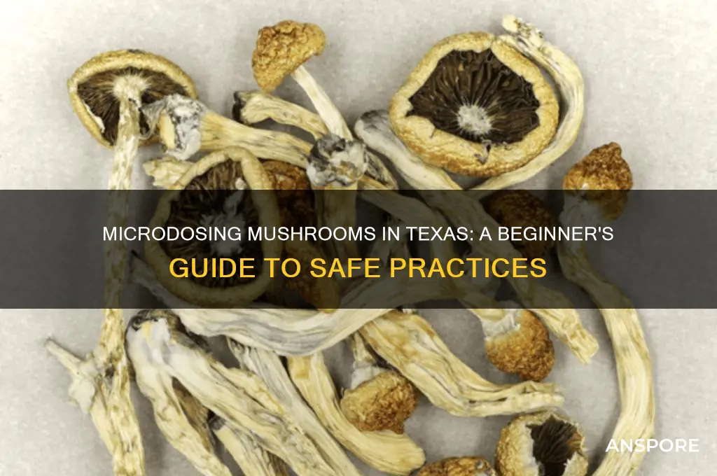 how to microdose mushrooms in texas