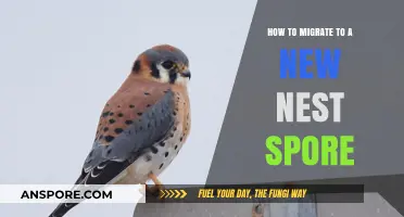 Seamless Nest Spore Migration: A Step-by-Step Guide for Success